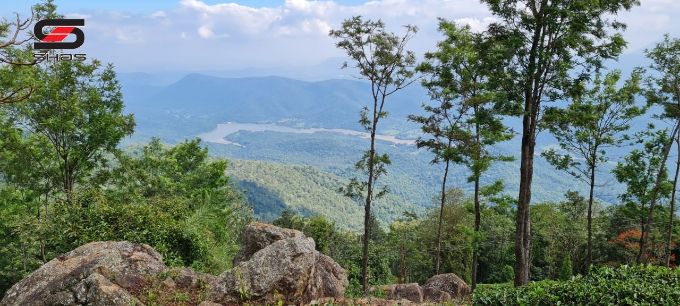 Tea estate in Ooty, Nilgiris for sale