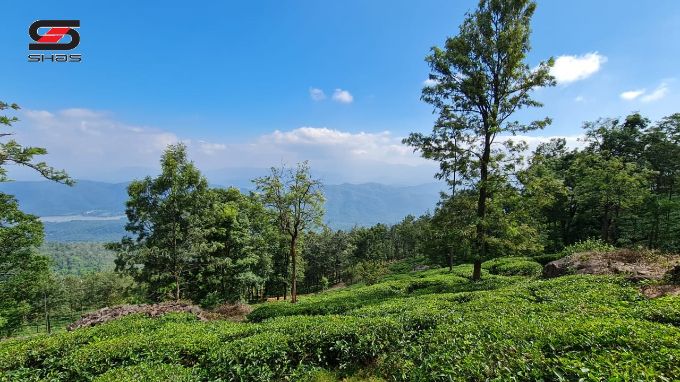 Tea estate in Ooty, Nilgiris for sale