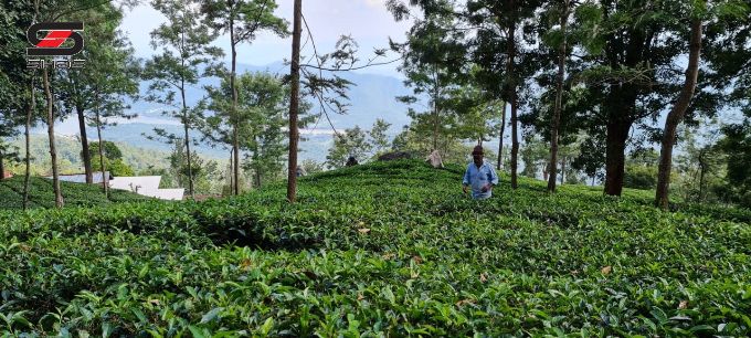 Tea estate in Ooty, Nilgiris for sale