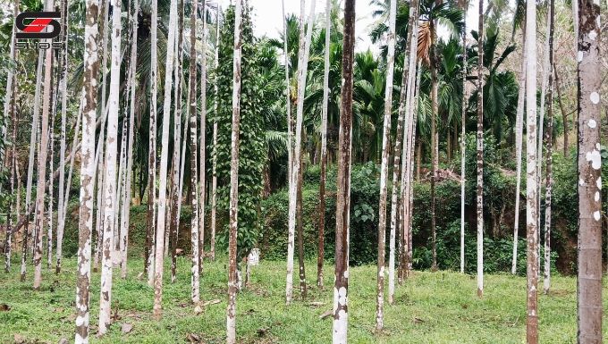 Agricultural land for sale near Badiyadka, Kasaragod