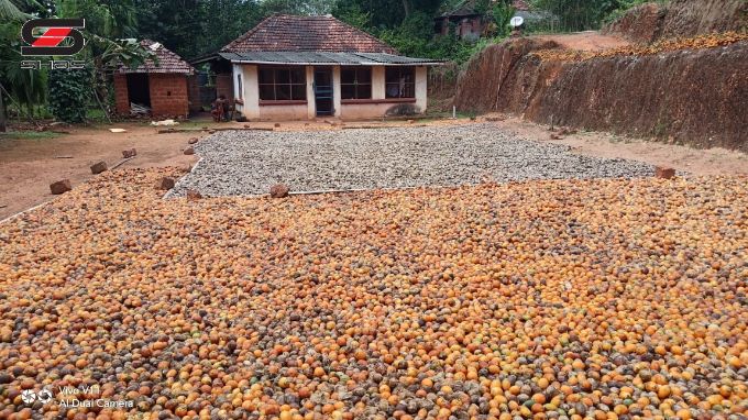 Agricultural land for sale near Badiyadka, Kasaragod