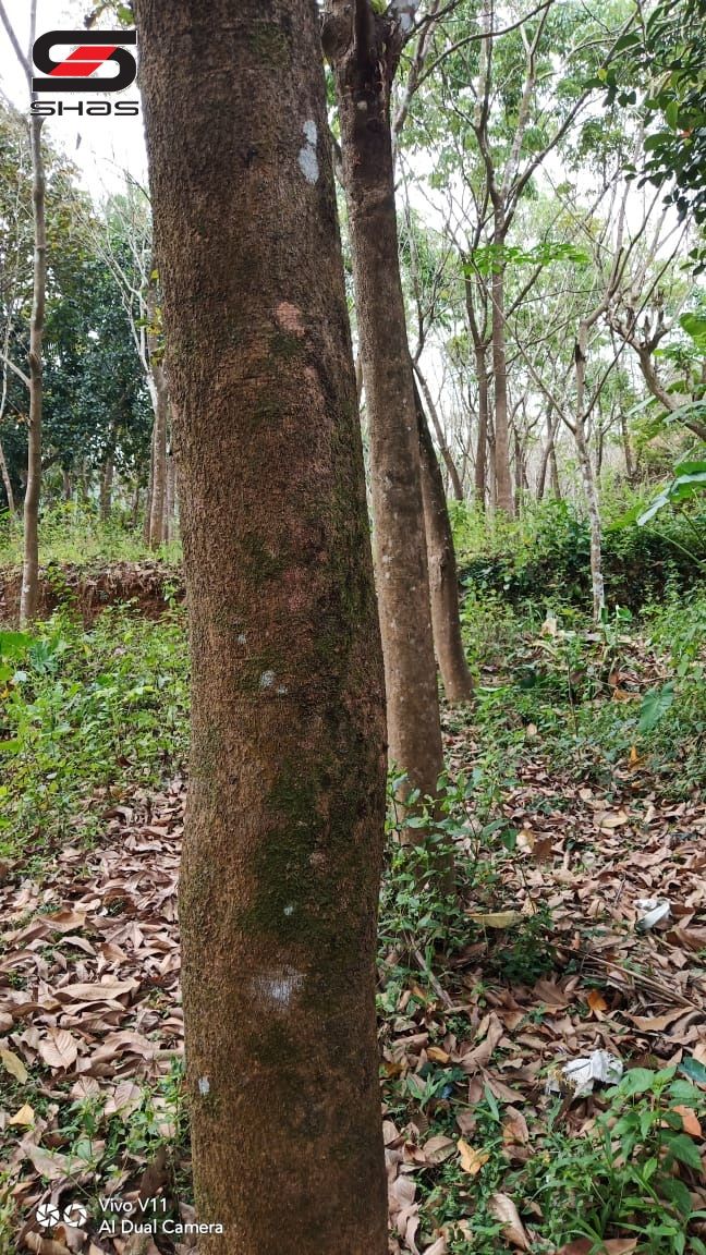 Agricultural land for sale near Badiyadka, Kasaragod