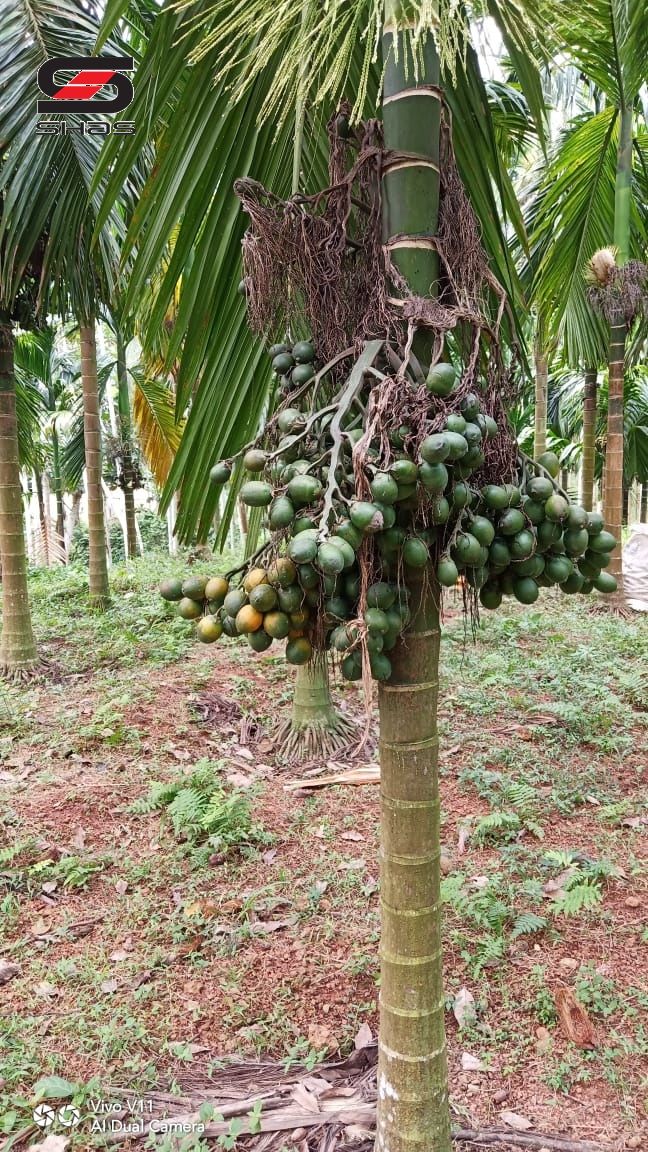 Agricultural land for sale near Badiyadka, Kasaragod
