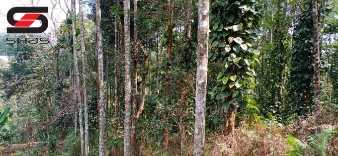 Farmland for sale in Mananthavady, Wayanad