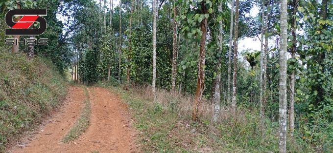 Farmland for sale in Mananthavady, Wayanad