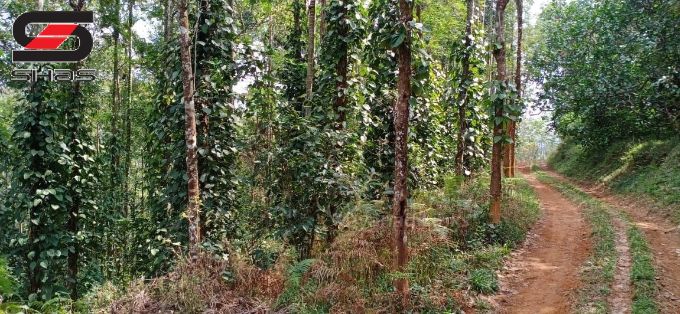 Farmland for sale in Mananthavady, Wayanad