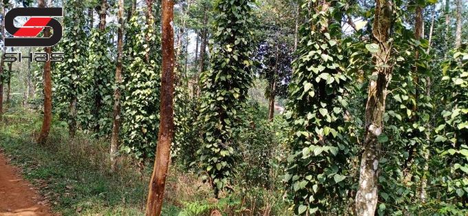 Farmland for sale in Mananthavady, Wayanad