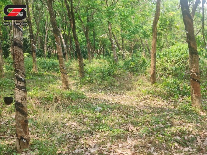Rubber estate for sale in Poriyani, Palakkad
