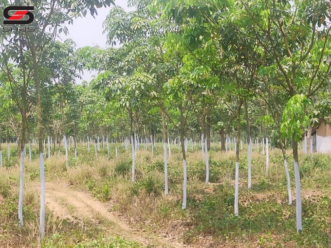 Rubber estate for sale in Poriyani, Palakkad