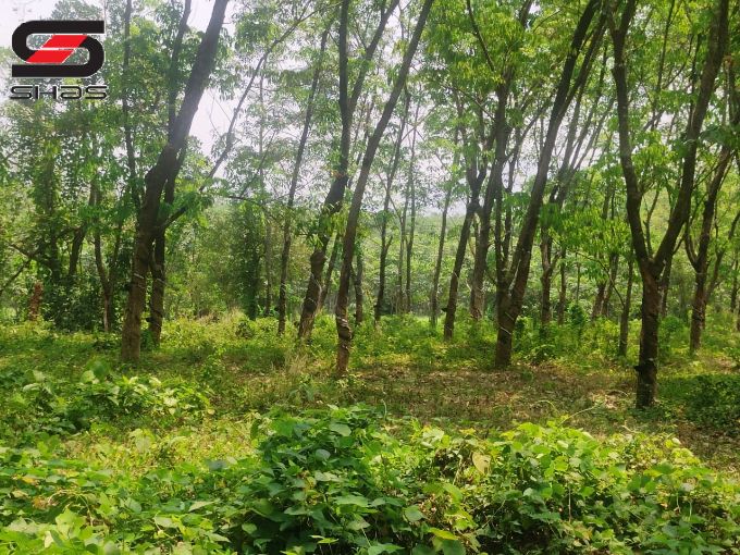 Rubber estate for sale in Poriyani, Palakkad