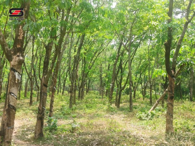 Rubber estate for sale in Poriyani, Palakkad