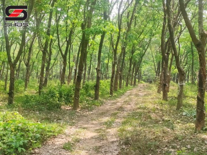 Rubber estate for sale in Poriyani, Palakkad